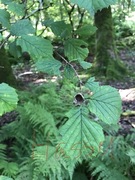 Hassel (Corylus avellana)