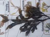 Sagtang (Fucus serratus)