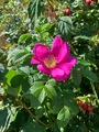 Rynkerose (Rosa rugosa)