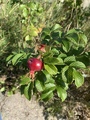 Rynkerose (Rosa rugosa)