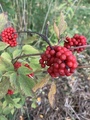 Rødhyll (Sambucus racemosa)