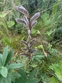 Hagelupin (Lupinus polyphyllus)