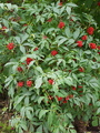 Rødhyll (Sambucus racemosa)