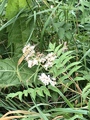 Rognspirea (Sorbaria sorbifolia)