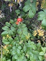 Rynkerose (Rosa rugosa)