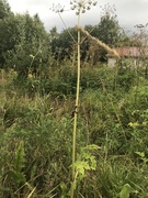 Tromsøpalme (Heracleum persicum)