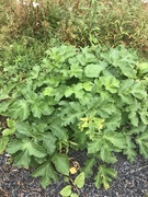 Tromsøpalme (Heracleum persicum)