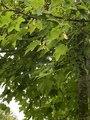 Platanlønn (Acer pseudoplatanus)