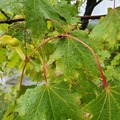 Platanlønn (Acer pseudoplatanus)