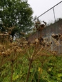 Tromsøpalme (Heracleum persicum)