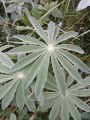 Hagelupin (Lupinus polyphyllus)