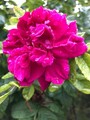 Rynkerose (Rosa rugosa)