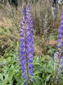 Hagelupin (Lupinus polyphyllus)