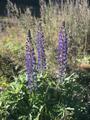 Hagelupin (Lupinus polyphyllus)