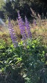 Hagelupin (Lupinus polyphyllus)