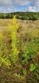 Kanadagullris (Solidago canadensis)