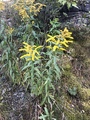 Kanadagullris (Solidago canadensis)