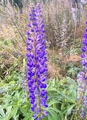 Hagelupin (Lupinus polyphyllus)