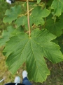 Platanlønn (Acer pseudoplatanus)