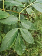 Rødhyll (Sambucus racemosa)