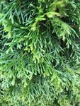 Tuja (Thuja occidentalis)