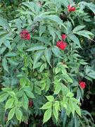 Rødhyll (Sambucus racemosa)