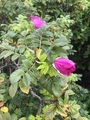 Rynkerose (Rosa rugosa)