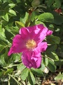 Rynkerose (Rosa rugosa)