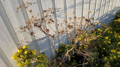 Tromsøpalme (Heracleum persicum)