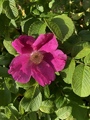 Rynkerose (Rosa rugosa)