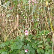 Kjempespringfrø (Impatiens glandulifera)