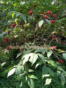 Rødhyll (Sambucus racemosa)