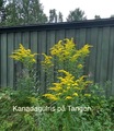 Kanadagullris (Solidago canadensis)