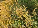 Kanadagullris (Solidago canadensis)