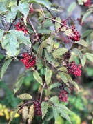 Rødhyll (Sambucus racemosa)