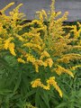 Kanadagullris (Solidago canadensis)