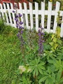 Hagelupin (Lupinus polyphyllus)