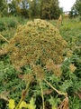 Tromsøpalme (Heracleum persicum)