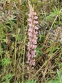 Hagelupin (Lupinus polyphyllus)