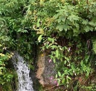 Kjempespringfrø (Impatiens glandulifera)