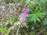 Hagelupin (Lupinus polyphyllus)