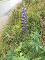 Hagelupin (Lupinus polyphyllus)