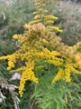 Kanadagullris (Solidago canadensis)