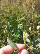 Hvitsteinkløver (Melilotus albus)