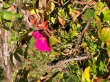 Rynkerose (Rosa rugosa)