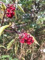 Rødhyll (Sambucus racemosa)