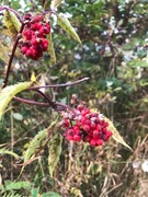 Rødhyll (Sambucus racemosa)