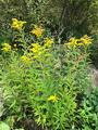 Kanadagullris (Solidago canadensis)