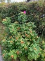 Rynkerose (Rosa rugosa)