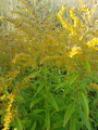 Kanadagullris (Solidago canadensis)